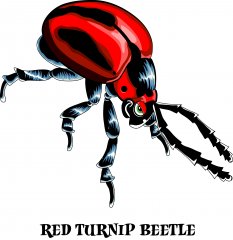 red turnip beetle.jpg